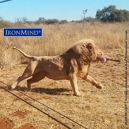 “It was an awesome day full of enjoyment. Lions and crocodiles lurking not far from the stage,” Gerhard van Staden reported to IronMind, as he described the Africa’s Strongest Man contest. So, when they say strongman will bring out the beast in you, consider who’s nearby when you compete in Africa. IronMind® | Photo courtesy of Africa Strongman Union