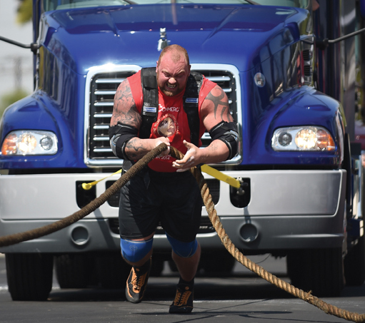 Draft horse pulling harness Hafthor Bjornsson