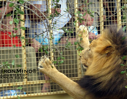 A somewhat anxious looking Svend Karlsen (red shirt, on the left) meets a lion: “Nice kitty.”  IronMind® | Photo courtesy of Colin Bryce.